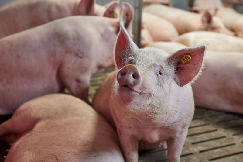 SUIGEN PCV2 - VẮC XIN ĐẦU TIÊN DỰA TRÊN KIỂU GEN PCV2d: LỰA CHỌN TỐI ƯU BẢO VỆ ĐÀN HEO TRƯỚC VIRUS CIRCO LOẠI 2